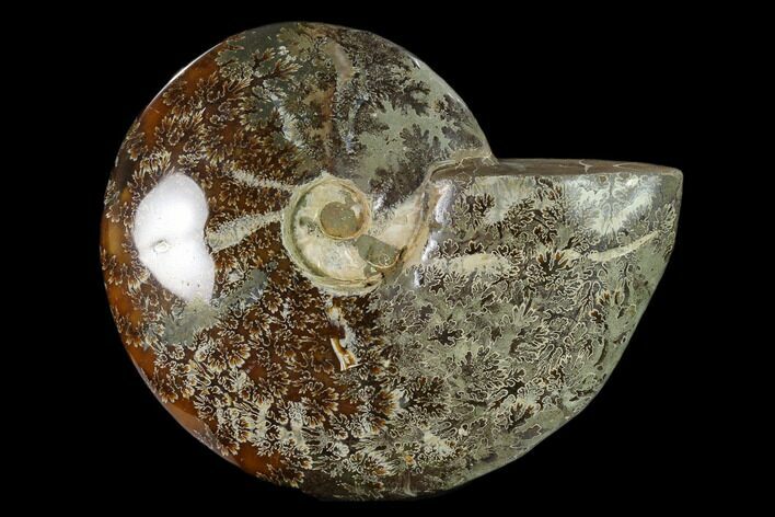 Polished, Agatized Ammonite (Cleoniceras) - Madagascar #149172